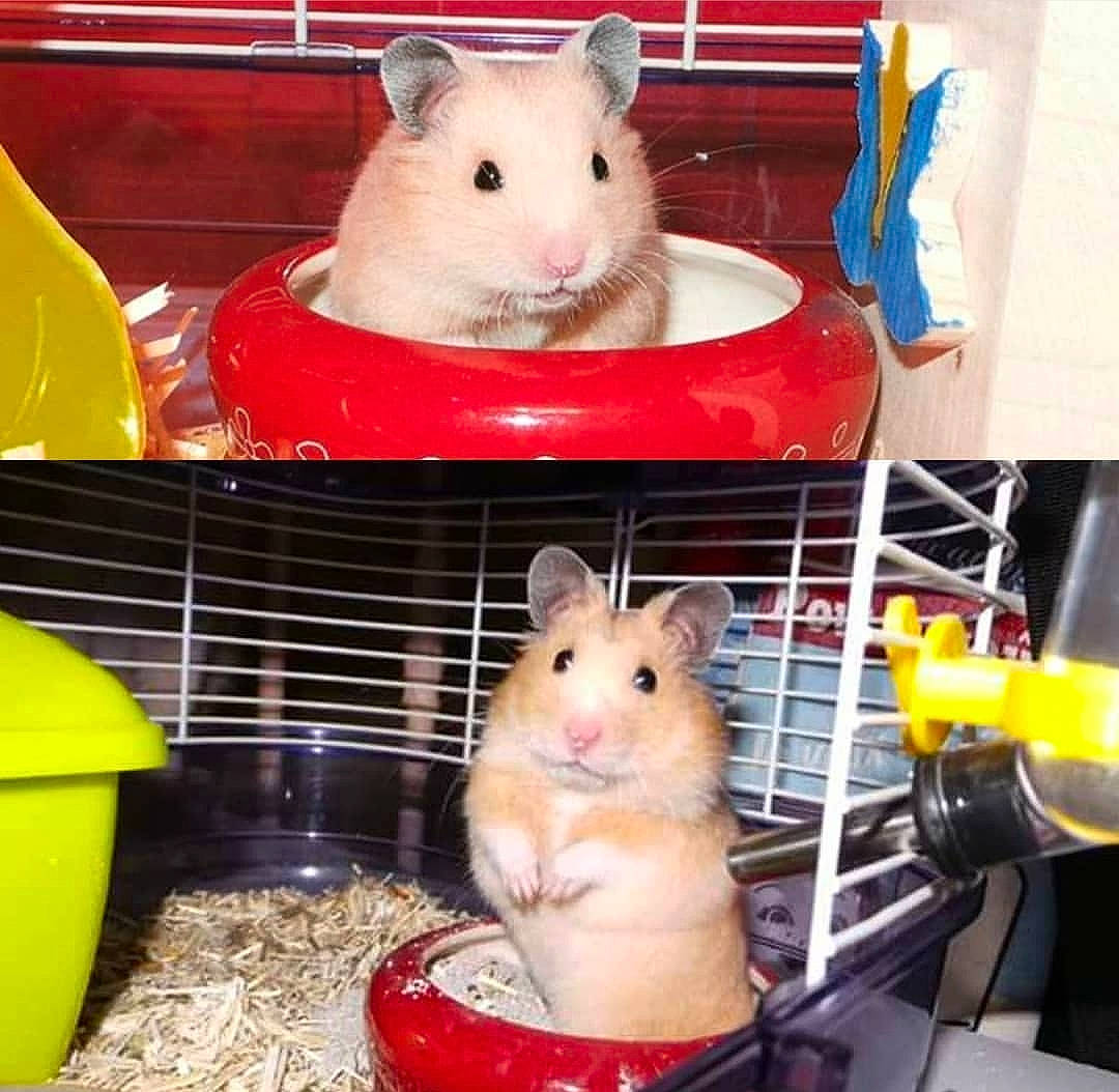 Kiwi participe au concours pour gagner de l'argent avec cette photo : cage, chinchilla, degu, eating, fawn, gerbil, hamster, mammal, mouse, muridae, muroidea, pest, rat, rodent, snout, whiskers