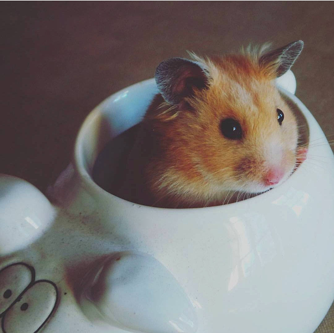 Kiwi a rejoint le concours — aidez-le/la à gagner de superbes lots ! cup, ear, fawn, gerbil, guinea_pig, hamster, mouse, muridae, muroidea, rat, rodent, whiskers