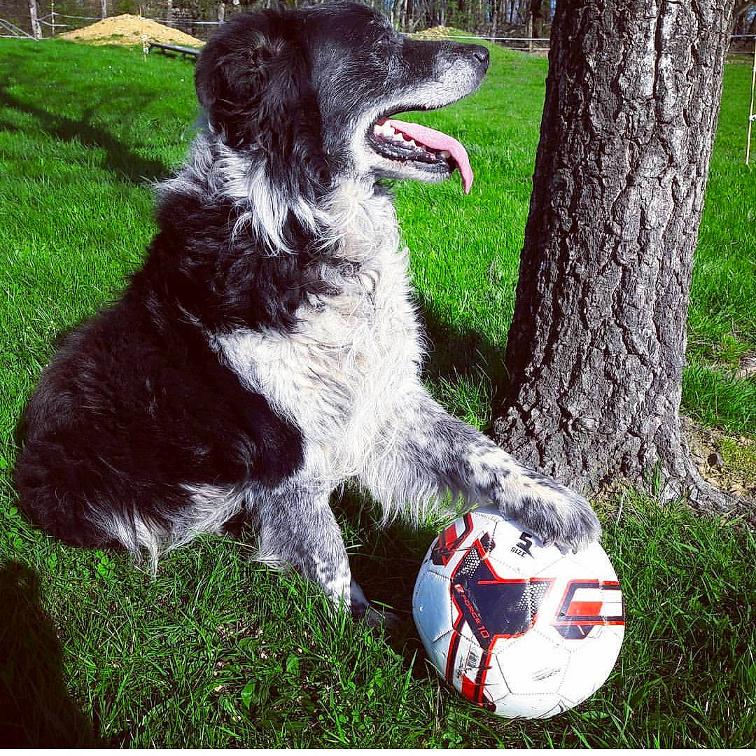 Alto participe au concours pour gagner de l'argent avec cette photo : canidae, carnivore, companion_dog, disc_dog, dog, dog_breed, drentse_patrijshond, english_springer_spaniel, french_spaniel, german_longhaired_pointer, grass, large_munsterlander, mammal, rare_breed_dog, small_munsterlander, spaniel, sporting_group, stabyhoun, vertebrate, wetterhoun