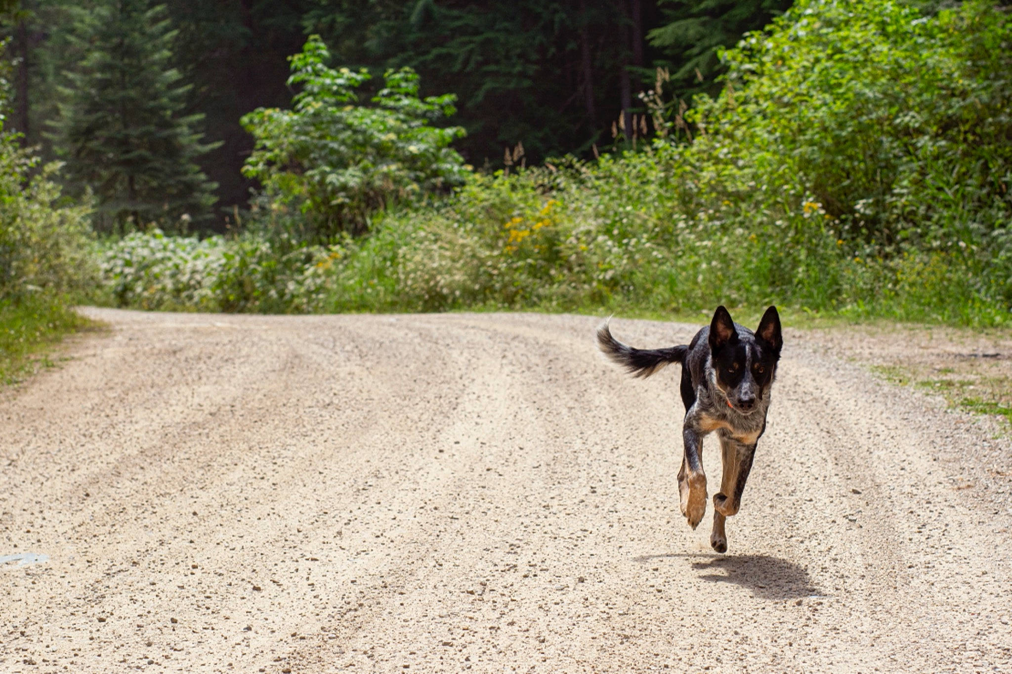 Diesel joined the competition — help win amazing prizes! asphalt, carnivore, companion_dog, dirt_road, dog, dog_breed, fawn, forest, grass, leash, plant, recreation, road, road_surface, snout, sporting_group, tail, trail, tree, working_animal