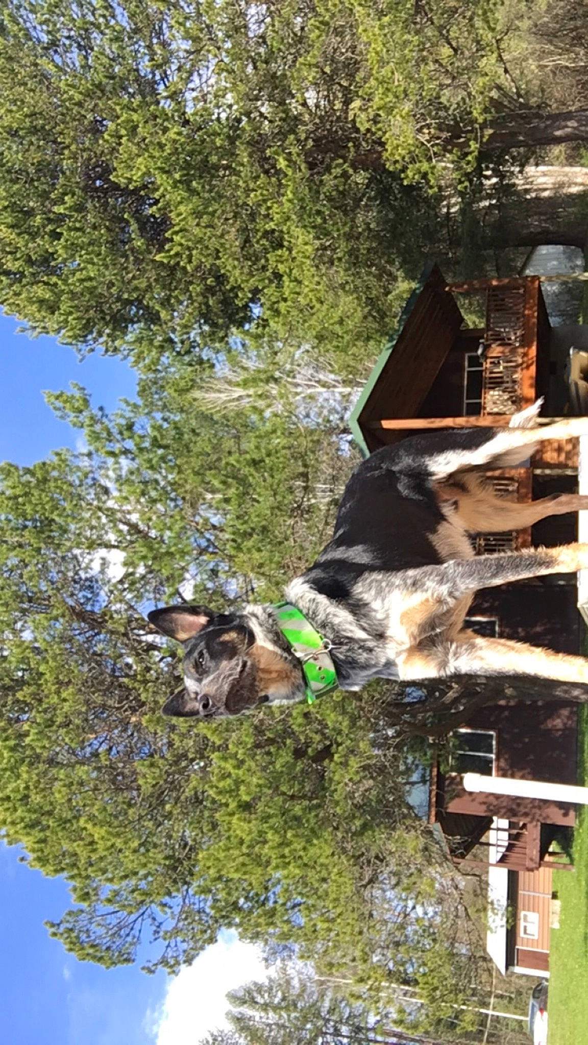 Diesel joined the competition — help win amazing prizes! adventure, forest, grass, house, jungle, landscape, leisure, plant, reflection, rock, sky, tree, trunk, twig, water, wildlife, wood, working_animal