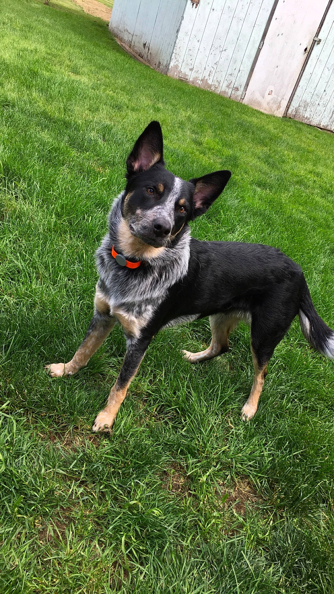 Diesel is registered to the contest to win money with this photo: art, australian_cattle_dog, australian_stumpy_tail_cattle_dog, canidae, carnivore, companion_dog, dog, dog_breed, grass, guard_dog, herding_dog, lawn, plant, snout, sporting_group, tail, working_animal, working_dog