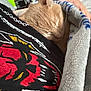 Simba is registered to the contest to win money with this photo: cat, sleeping, ginger_cat, blanket, person, shirt, graphic_tshirt, indoor, cozy, resting, closeup, orange_fur, hand, furniture, clutter, casual, relaxation, soft_texture, nap, comfort