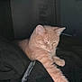 Simba is registered to the contest to win money with this photo: cat, orange_tabby, feline, pet, stretching, paw, sleepy, indoor, blanket, dark, fur, cute, animal, cozy, resting, whiskers, ears, soft, domestic_cat, relaxed