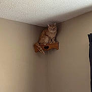 Simba is registered to the contest to win money with this photo: cat, ginger_cat, wooden_shelf, heart_cutout, corner, indoor, beige_wall, curious, pet, feline, perched, tail, looking, animal, household, quiet, still_life, domestic, cozy, high_up