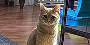 Simba joined the competition — help win amazing prizes! cat, indoor, wooden_floor, baby_gate, toy, furniture, natural_light, curious, pet, animal, domestic, sitting, orange_tabby, floor_rug, chair, home, cozy, quiet, daylight, window
