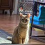 cat, indoor, wooden_floor, baby_gate, toy, furniture, natural_light, curious, pet, animal, domestic, sitting, orange_tabby, floor_rug, chair, home, cozy, quiet, daylight, window