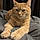 Simba