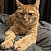 Simba