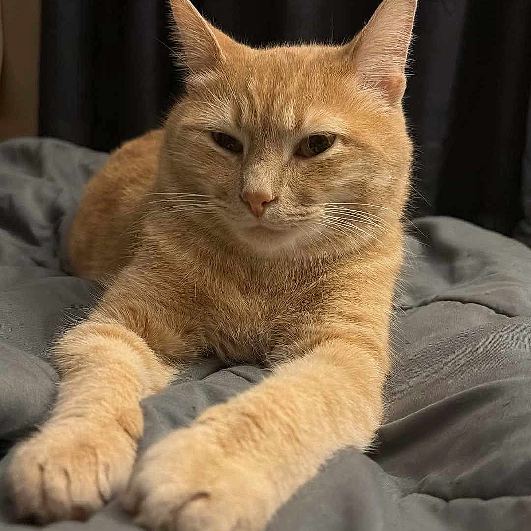 Simba is registered to the contest to win money with this photo: animal, bed, blanket, cat, closeup, cozy, cute, ears, face, feline, fur, indoor, orange_tabby, paws, pet, portrait, relaxed, resting, sleepy, whiskers