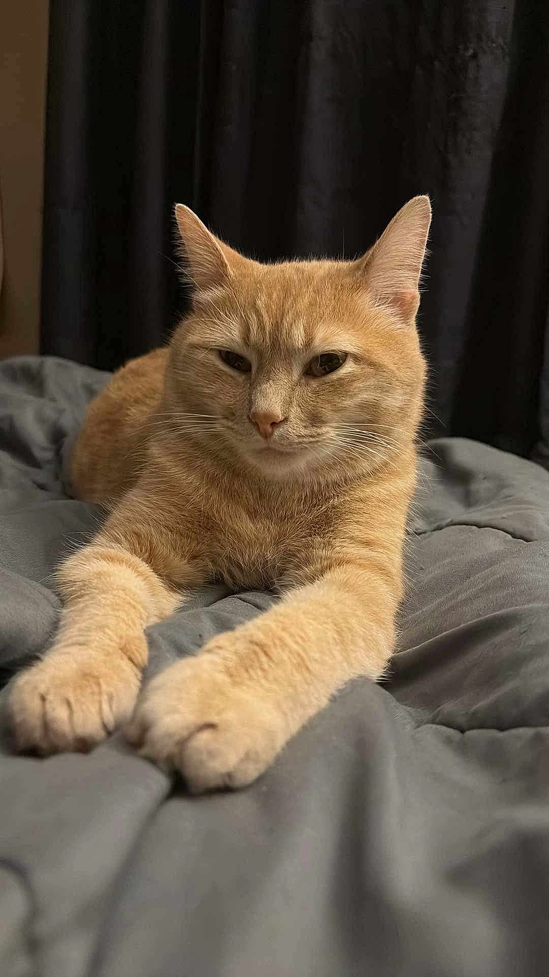 Simba is registered to the contest to win money with this photo: cat, orange_tabby, pet, feline, animal, paws, fur, bed, blanket, resting, indoor, cozy, sleepy, cute, whiskers, ears, face, closeup, portrait, relaxed