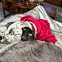 Poppi is registered to the contest to win money with this photo: dog, puppy, sleeping, pink_hoodie, spotted, fur_blanket, cozy, indoor, carpet, wooden_table, pet, animal, cute, resting, domestic, collar, black_nose, ears, relaxation, comfort