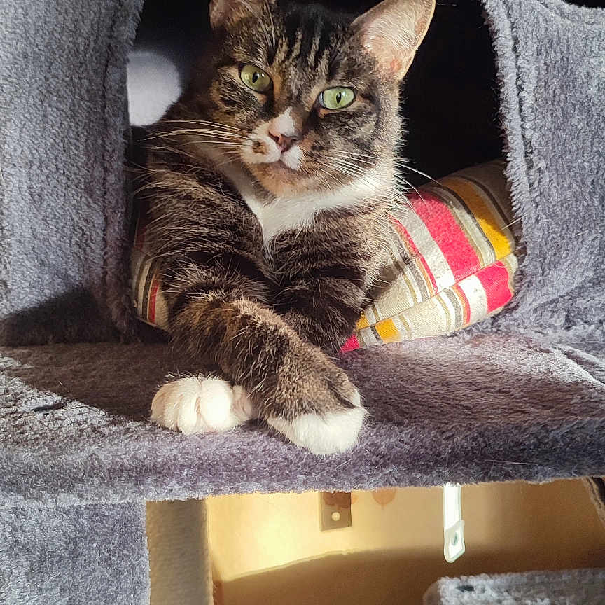 Kenel participe au concours pour gagner de l'argent avec cette photo : animal, cat, cat_condo, cozy, crossed_legs, cushion, cute, feline, furry, gray_fabric, green_eyes, household, indoor, paws, pet, relaxed, resting, striped, sunlight, tabby_cat