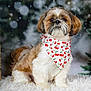 dog, fluffy, bandana, cherry_pattern, white_rug, winter, snow, holiday, portrait, cute, pet, fur, decor, festive, animal, small_dog, brown, white, indoor, posing