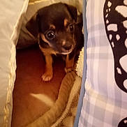 Bella joined the competition — help win amazing prizes! animal, bed, black, blanket, brown, comfort, cozy, cushion, cute, dog, eyes, fur, indoor, looking, nest, pet, puppy, small, snuggle, young