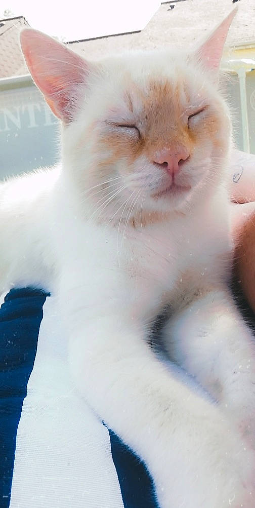 Michel participe au concours pour gagner de l'argent avec cette photo : carnivore, cat, claw, domestic_short_haired_cat, ear, fawn, felidae, fur, paw, small_to_medium_sized_cats, tail, terrestrial_animal, whiskers