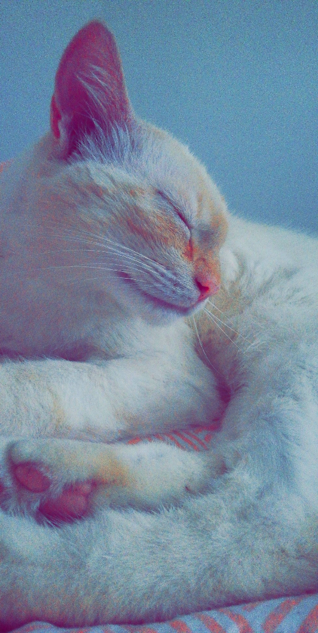 Michel a rejoint le concours — aidez-le/la à gagner de superbes lots ! carnivore, cat, claw, comfort, domestic_short_haired_cat, ear, felidae, foot, fur, gesture, magenta, nap, paw, pink, sleep, small_to_medium_sized_cats, snout, tail, whiskers, wool