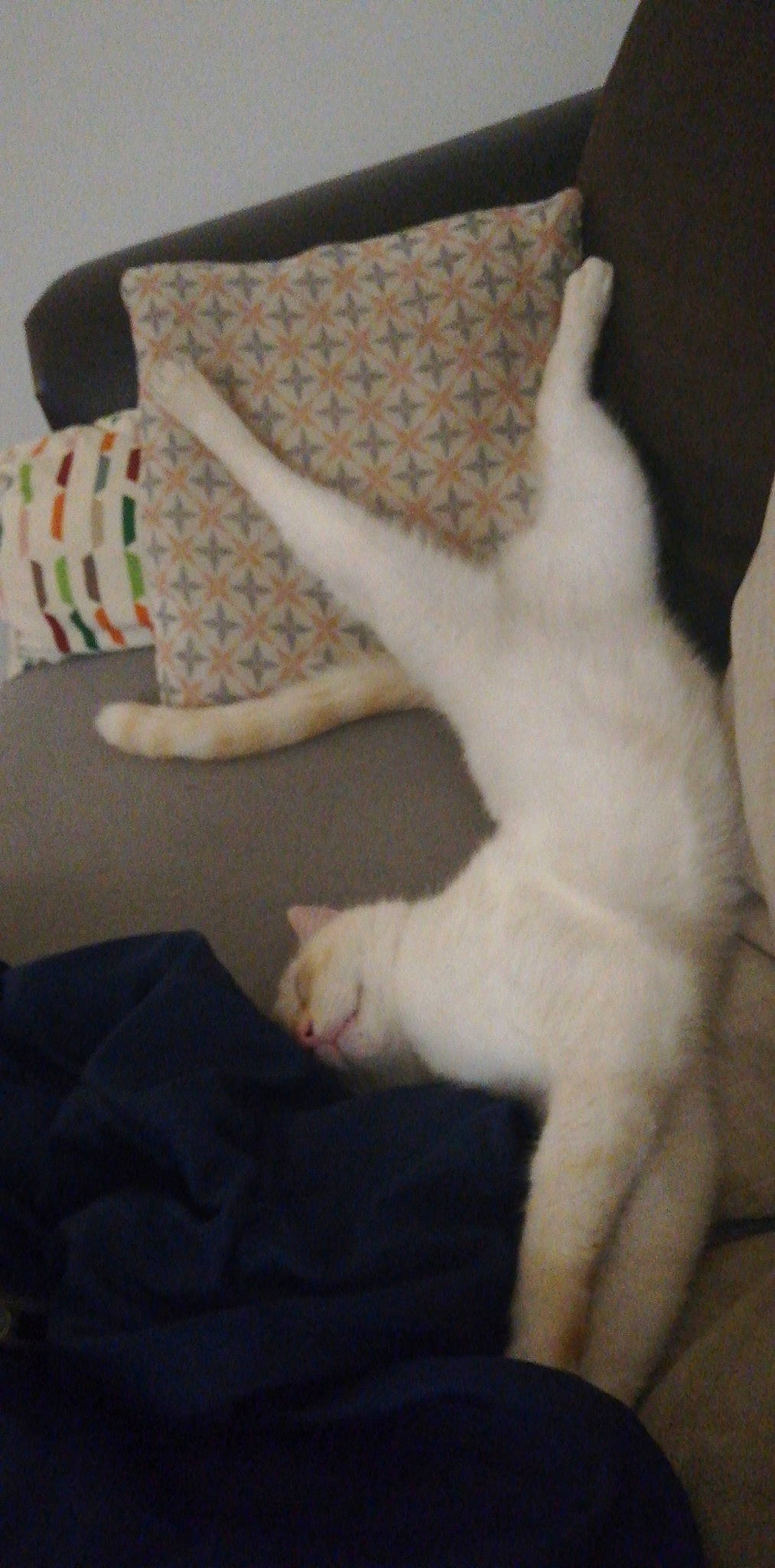 Michel participe au concours pour gagner de l'argent avec cette photo : carnivore, cat, chair, comfort, companion_dog, couch, domestic_short_haired_cat, fawn, felidae, flooring, fur, hardwood, linens, pattern, paw, small_to_medium_sized_cats, tail, vertebrate, whiskers, wood