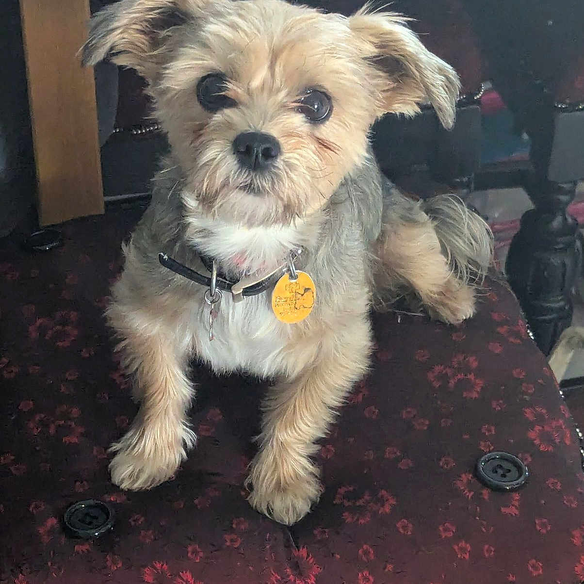 Leeloo Buttons