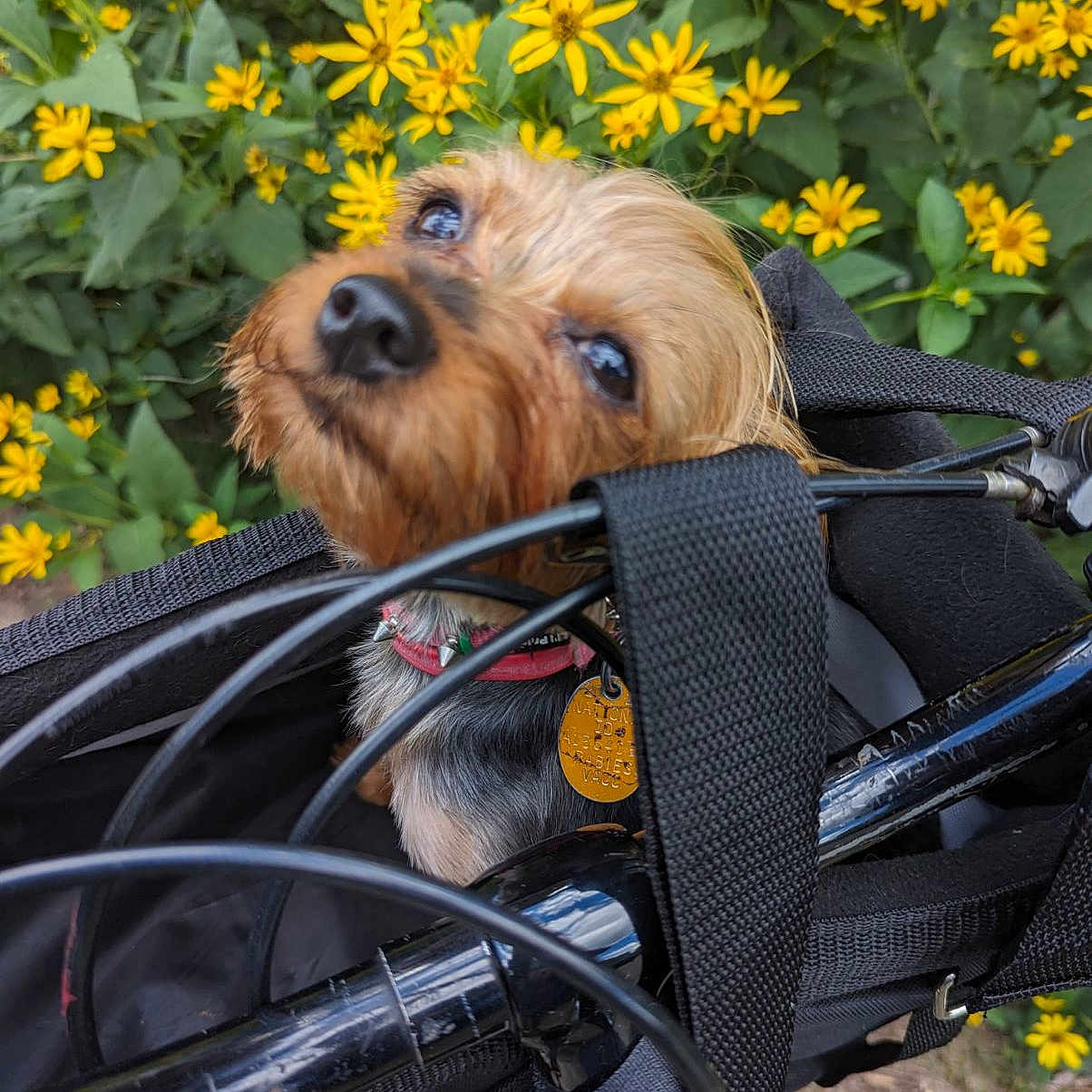 Siobhan is registered to the contest to win money with this photo: animal, canine, daisy, dog, face, flower, grass, head, machine, outdoors, person, pet, petal, photography, plant, portrait, puppy, spoke, stroller, vegetation