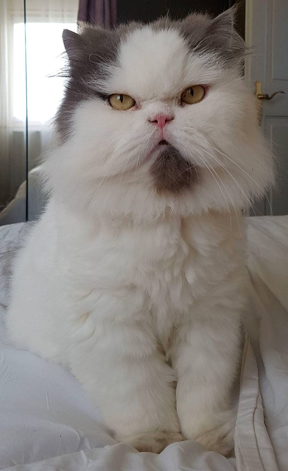 Gyzmo a rejoint le concours — aidez-le/la à gagner de superbes lots ! asian_semi_longhair, british_longhair, british_semi_longhair, carnivore, cat, domestic_long_haired_cat, eye, felidae, fur, kitten, mammal, napoleon_cat, norwegian_forest_cat, nose, persian, plant, small_to_medium_sized_cats, snout, vertebrate, whiskers