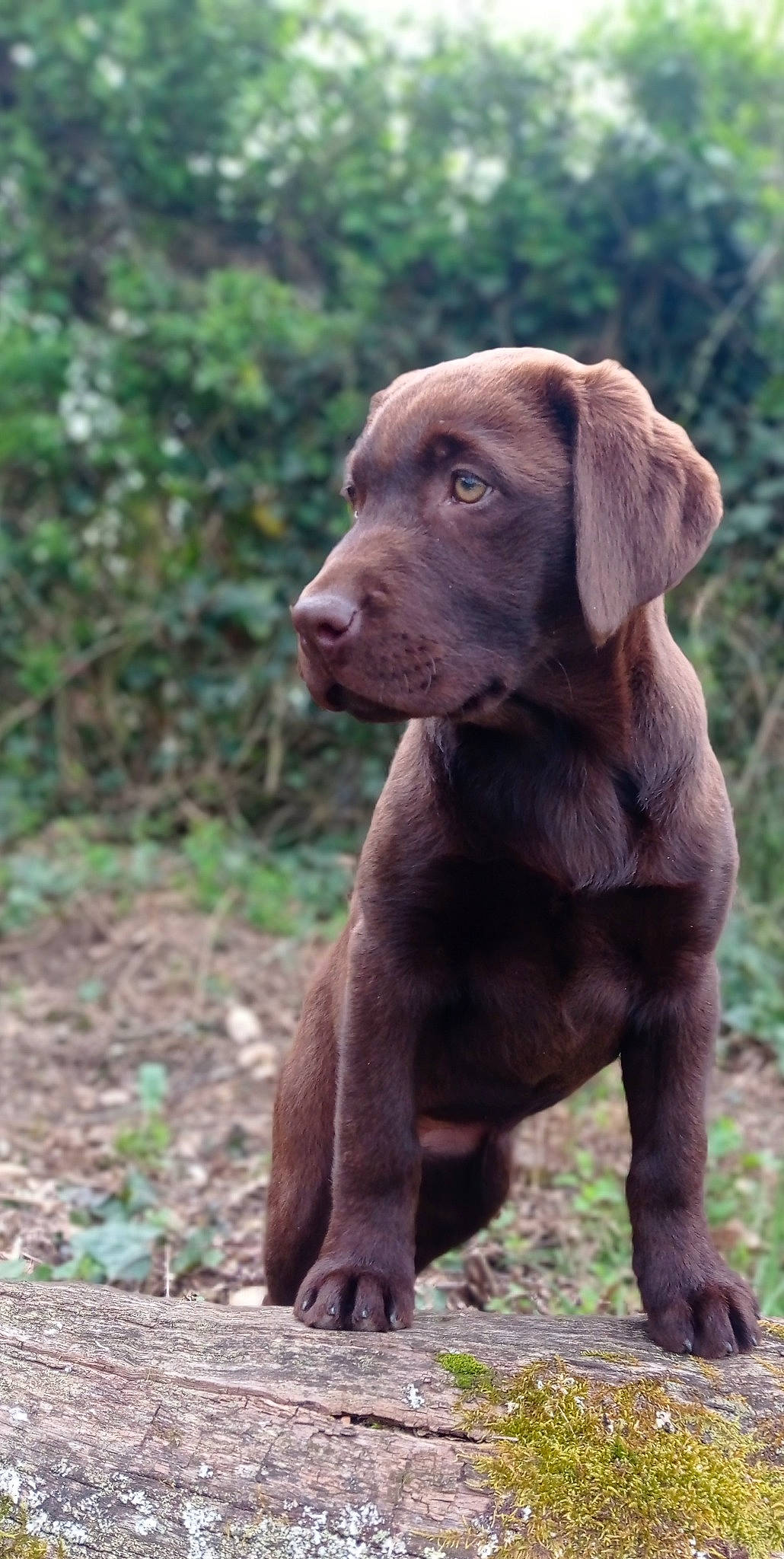 Mowgli participe au concours pour gagner de l'argent avec cette photo : canidae, carnivore, companion_dog, dog, dog_breed, fawn, fur, grass, gun_dog, hunting_dog, liver, plant, pointing_breed, retriever, snout, sporting_group, terrestrial_animal, tree, wildlife, working_animal