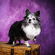Grizzlye a rejoint le concours — aidez-le/la à gagner de superbes lots ! dog, small_dog, fluffy, black_and_white, standing, wooden_chest, purple_background, curious, pet, animal, studio_photo, portrait, furry, ears_up, indoor, cute, companion, domestic_animal, looking_away, wood
