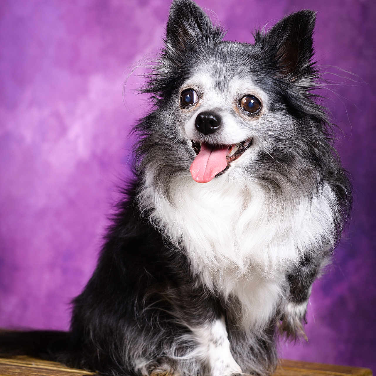 Grizzlye participe au concours pour gagner de l'argent avec cette photo : animal, black_and_white, closeup, cute, dog, ears_up, fluffy, friendly, furry, happy, indoor, pet, portrait, purple_background, sitting, small_dog, smiling, studio, tongue_out, wooden_chest