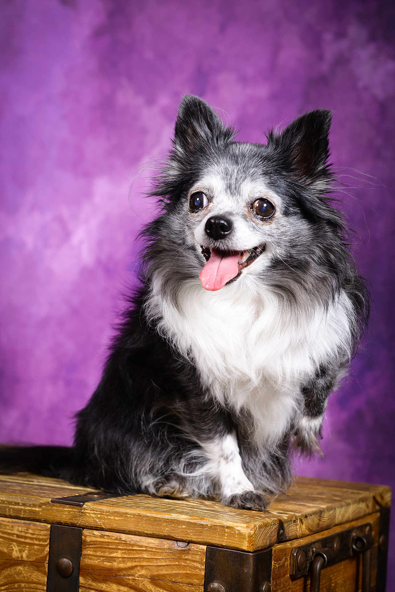 Grizzlye participe au concours pour gagner de l'argent avec cette photo : dog, pet, animal, portrait, fluffy, black_and_white, tongue_out, wooden_chest, studio, purple_background, cute, small_dog, furry, sitting, happy, ears_up, indoor, closeup, smiling, friendly