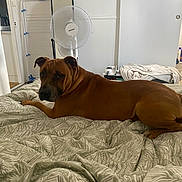 Tyson a rejoint le concours — aidez-le/la à gagner de superbes lots ! dog, bed, blanket, indoor, fan, brown_dog, furniture, resting, looking_back, comfort, household_items, room, fabric, pet, canine, domestic, relaxed, sleepy, fur, companion