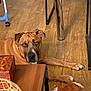 Tyson a rejoint le concours — aidez-le/la à gagner de superbes lots ! dog, brown_dog, indoor, wooden_floor, table, furniture, toy, plush_toy, monkey_toy, floor, paw, pet, relaxed, looking, animal, domestic_animal, companion, resting, home, curious