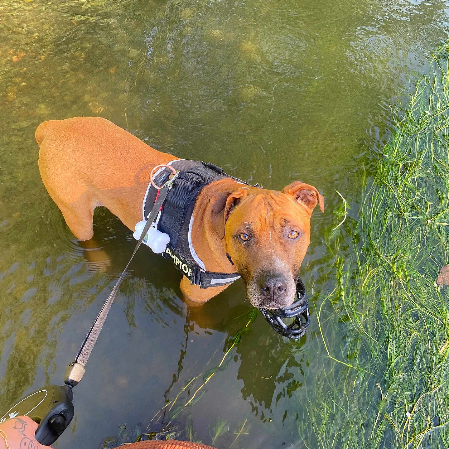 Tyson a rejoint le concours — aidez-le/la à gagner de superbes lots ! animal, brown_dog, canine, curious, dog, green_plants, harness, leash, leash_handle, muzzle, nature, orange_sweater, outdoor, person_hand, pet, reflection, river, shallow_water, summer, water