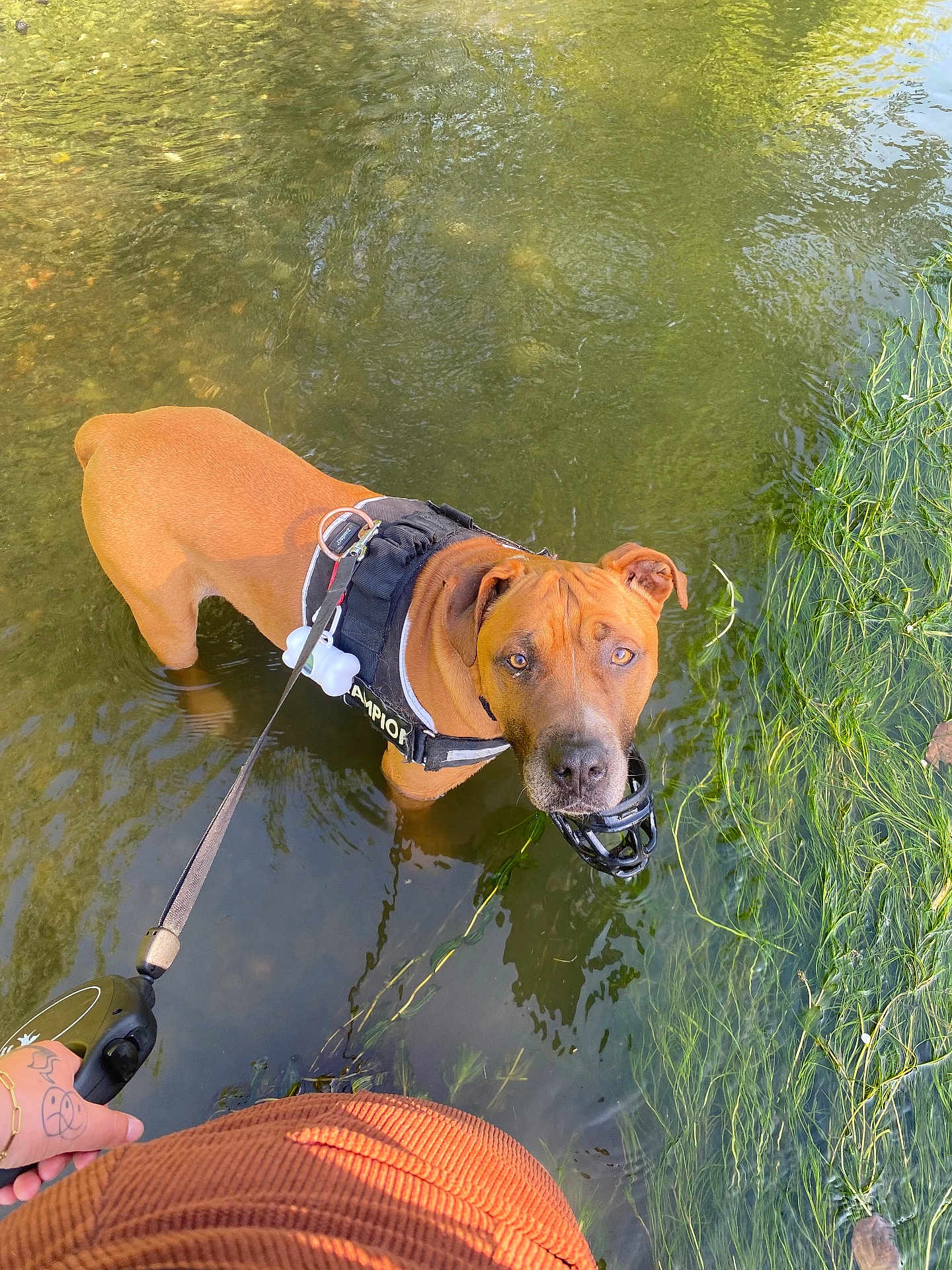 Tyson a rejoint le concours — aidez-le/la à gagner de superbes lots ! dog, brown_dog, water, shallow_water, harness, leash, person_hand, orange_sweater, green_plants, nature, outdoor, curious, muzzle, pet, animal, summer, reflection, river, leash_handle, canine