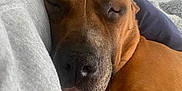 Tyson participe au concours pour gagner de l'argent avec cette photo : dog, sleeping, close_up, brown_dog, pet, tongue_out, indoor, blanket, human_arm, resting, cozy, relaxed, fur, snuggling, mirror, bedroom, comfort, companion, animal, cute