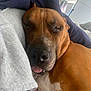 dog, sleeping, close_up, brown_dog, pet, tongue_out, indoor, blanket, human_arm, resting, cozy, relaxed, fur, snuggling, mirror, bedroom, comfort, companion, animal, cute