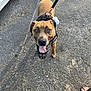 Tyson participe au concours pour gagner de l'argent avec cette photo : dog, brown_dog, muzzle, harness, leash, pavement, outdoor, car_tire, foot, sandal, tongue_out, pet, animal, canine, happy, walking, daylight, closeup, looking_up, paw