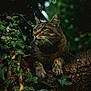 alert, animal, cat, daylight, foliage, forest, fur, greenery, ivy, leaf, mammal, nature, outdoor, paws, plant, relaxing, tabby_cat, tree_branch, whiskers, wildlife