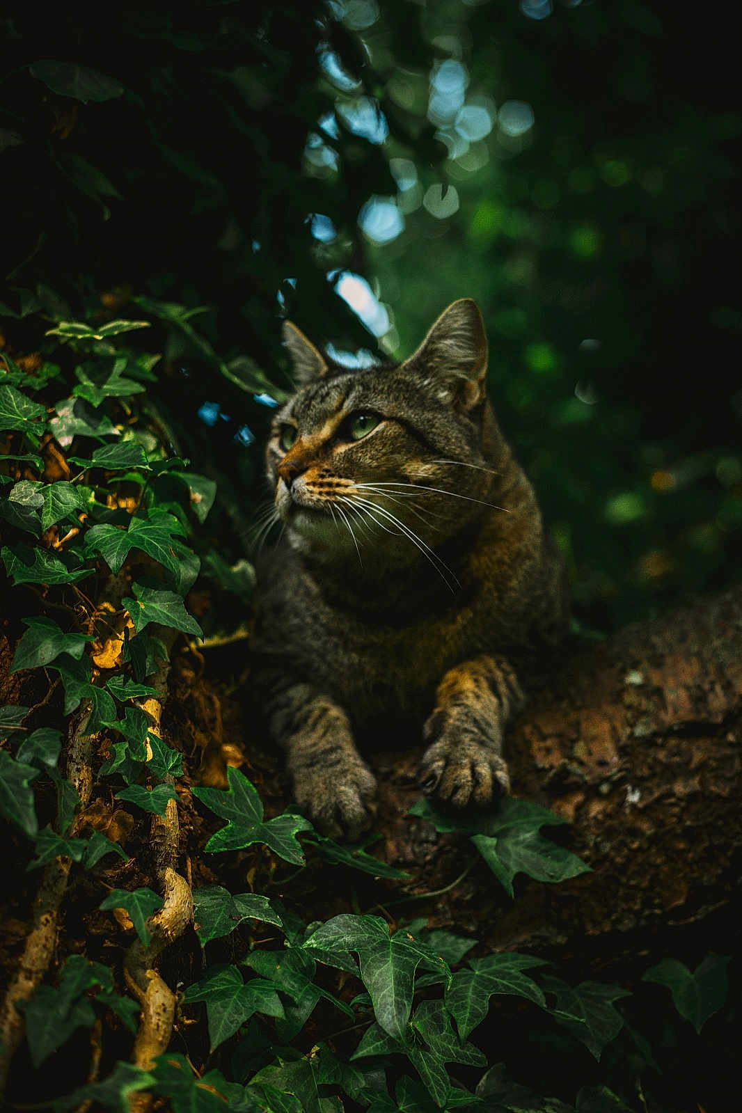 César