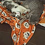 Poppey And Max is registered to the contest to win money with this photo: animal, blanket, cat, cats, couch, cozy, cute, feline, fur, halloween_theme, indoor, orange_blanket, pet, pets, relaxing, resting, sleeping, sofa, tabby_cat, white_cat