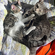 Poppey And Max joined the competition — help win amazing prizes! cat, companionship, cozy, cute, domestic_animal, feline, fur, indoor, orange_blanket, paw, pet, quilt, relaxation, resting, sleepy, sunlight, tabby_cat, tail, two_cats, white_cat