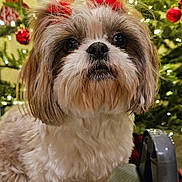 Biscuit is registered to the contest to win money with this photo: dog, shih_tzu, pet, christmas_tree, holiday, decorations, bows, step_stool, fur, cute, indoor, closeup, festive, animal, christmas_lights, adorable, portrait, fluffy, small_dog, holiday_season