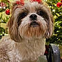 dog, shih_tzu, pet, christmas_tree, holiday, decorations, bows, step_stool, fur, cute, indoor, closeup, festive, animal, christmas_lights, adorable, portrait, fluffy, small_dog, holiday_season