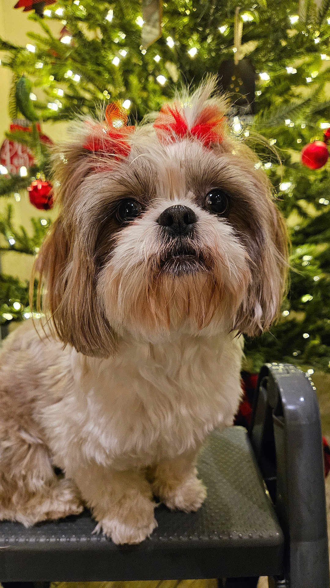 Biscuit is registered to the contest to win money with this photo: dog, shih_tzu, pet, christmas_tree, holiday, decorations, bows, step_stool, fur, cute, indoor, closeup, festive, animal, christmas_lights, adorable, portrait, fluffy, small_dog, holiday_season