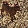 Apple a rejoint le concours — aidez-le/la à gagner de superbes lots ! dog, brown_dog, small_dog, outdoor, gravel, sunlight, shadow, pet, animal, alert, curious, ears_up, tail_curled, standing, daylight, nature, canine, mammal, young_dog, fur