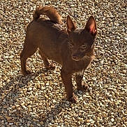 Apple a rejoint le concours — aidez-le/la à gagner de superbes lots ! dog, brown_dog, small_dog, outdoor, sunlight, gravel, shadow, pet, animal, ears, tail, standing, alert, daylight, fur, canine, nature, ground, texture, cute