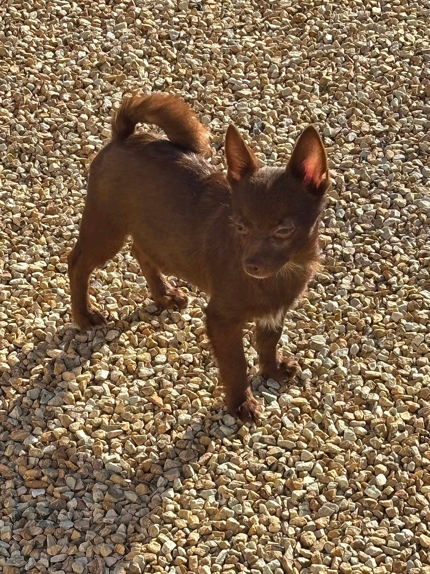 Apple a rejoint le concours — aidez-le/la à gagner de superbes lots ! dog, brown_dog, small_dog, outdoor, sunlight, gravel, shadow, pet, animal, ears, tail, standing, alert, daylight, fur, canine, nature, ground, texture, cute