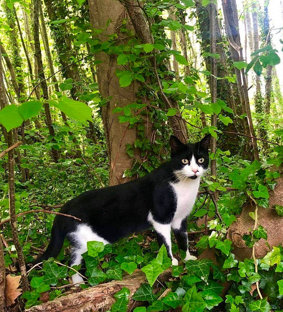Masha a rejoint le concours — aidez-le/la à gagner de superbes lots ! american_wirehair, biome, carnivore, cat, domestic_short_haired_cat, european_shorthair, felidae, forest, jungle, natural_environment, old_growth_forest, organism, plant, rainforest, small_to_medium_sized_cats, tail, tree, whiskers, wildlife