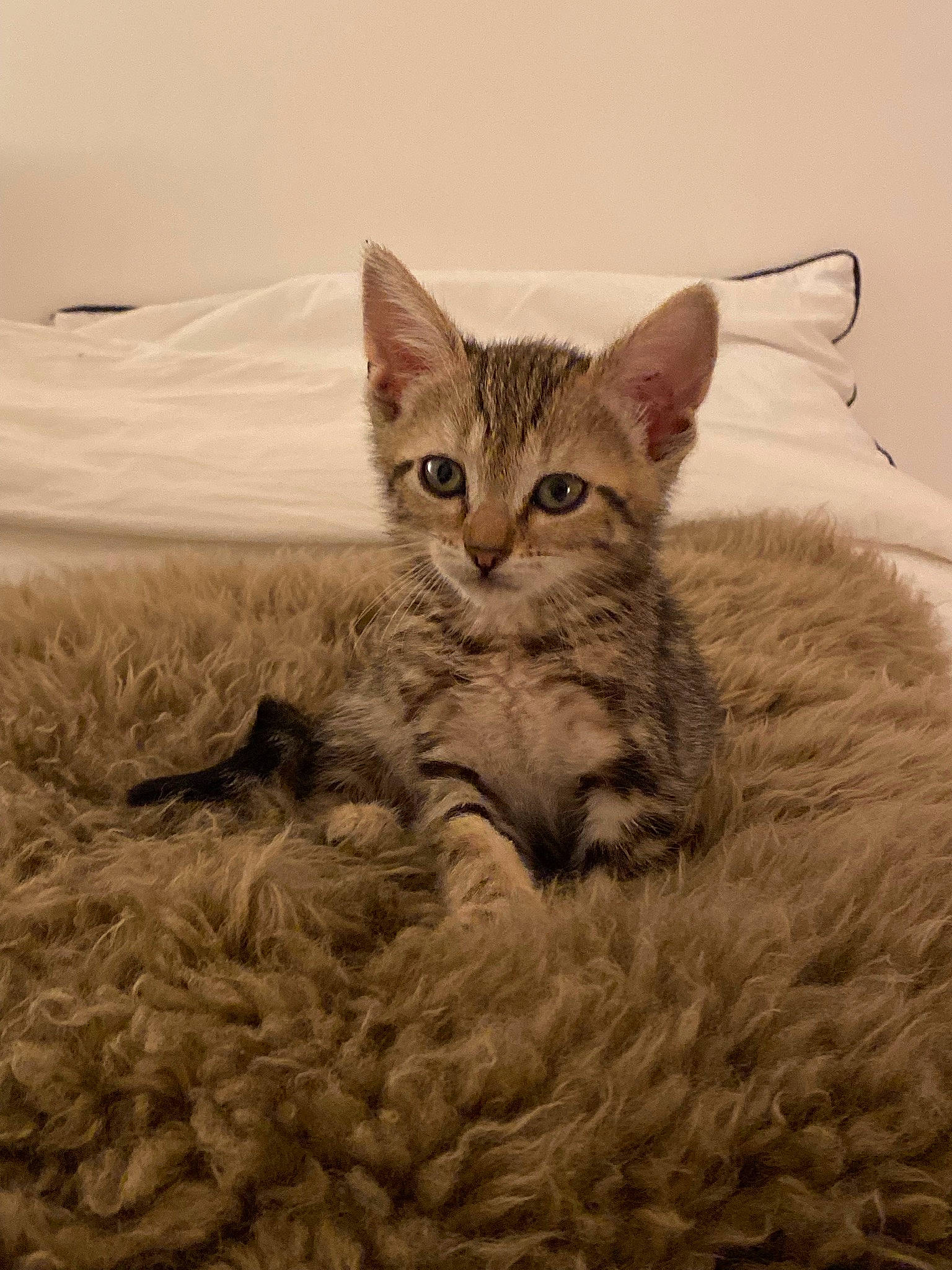 Spoon participe au concours pour gagner de l'argent avec cette photo : art, carnivore, cat, comfort, domestic_short_haired_cat, fawn, felidae, fur, grass, illustration, paw, plant, sand, small_to_medium_sized_cats, tail, terrestrial_animal, tree, vertebrate, whiskers, wildlife