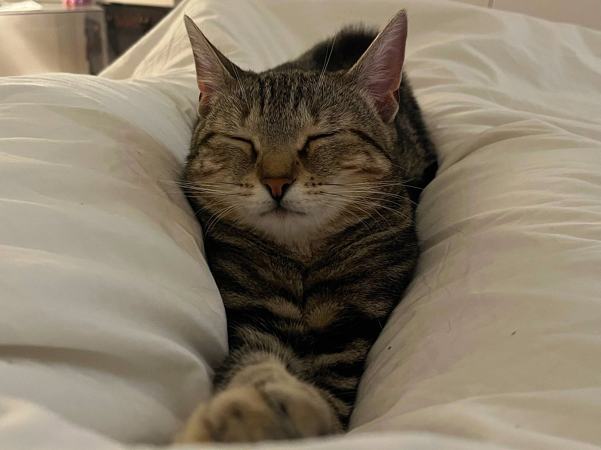 Spoon participe au concours pour gagner de l'argent avec cette photo : carnivore, cat, cat_bed, claw, comfort, domestic_short_haired_cat, felidae, fur, grey, nap, paw, small_to_medium_sized_cats, snout, terrestrial_animal, whiskers