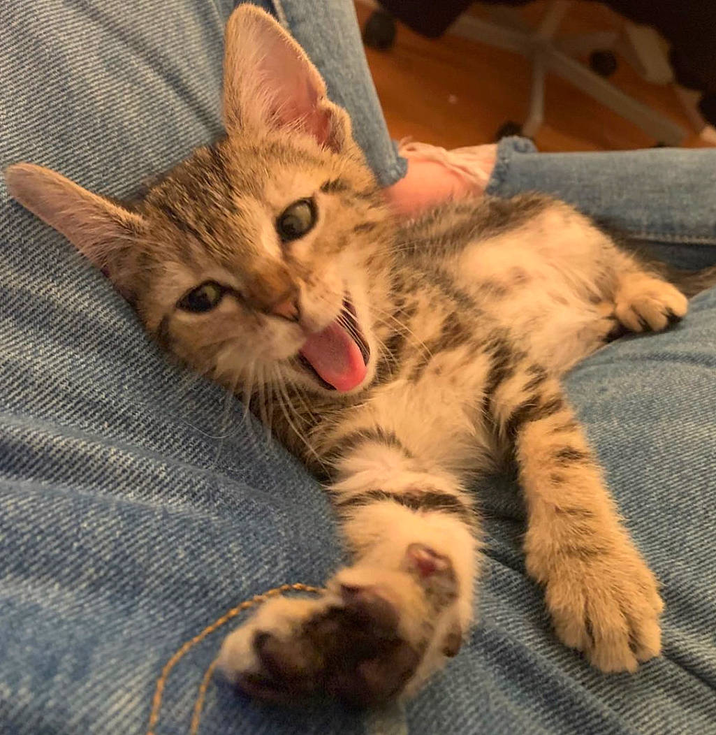 Spoon a rejoint le concours — aidez-le/la à gagner de superbes lots ! carnivore, cat, claw, comfort, domestic_short_haired_cat, felidae, foot, fur, nail, paw, sitting, small_to_medium_sized_cats, snout, tail, terrestrial_animal, toe, whiskers